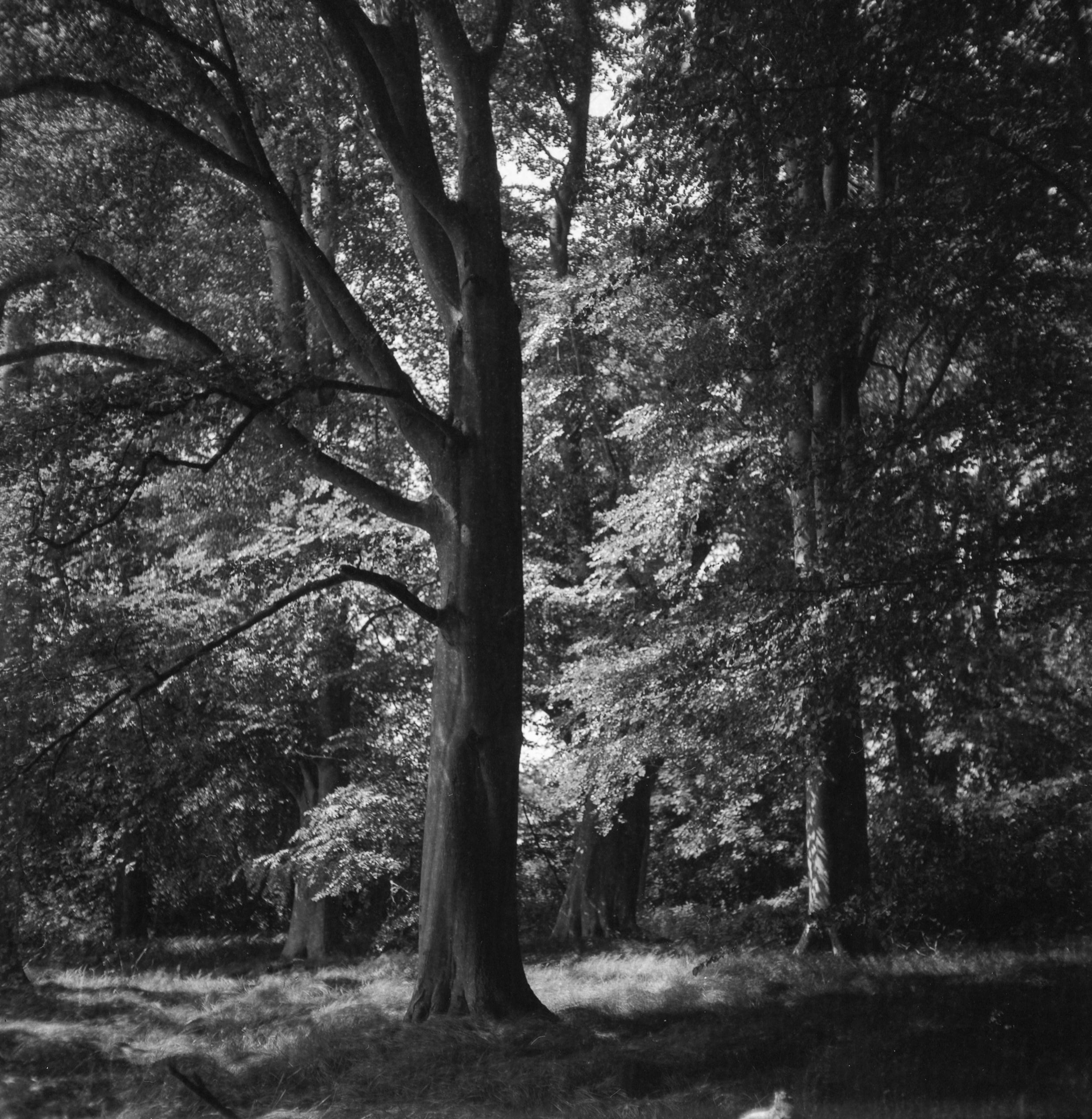 Analog - Photo 7