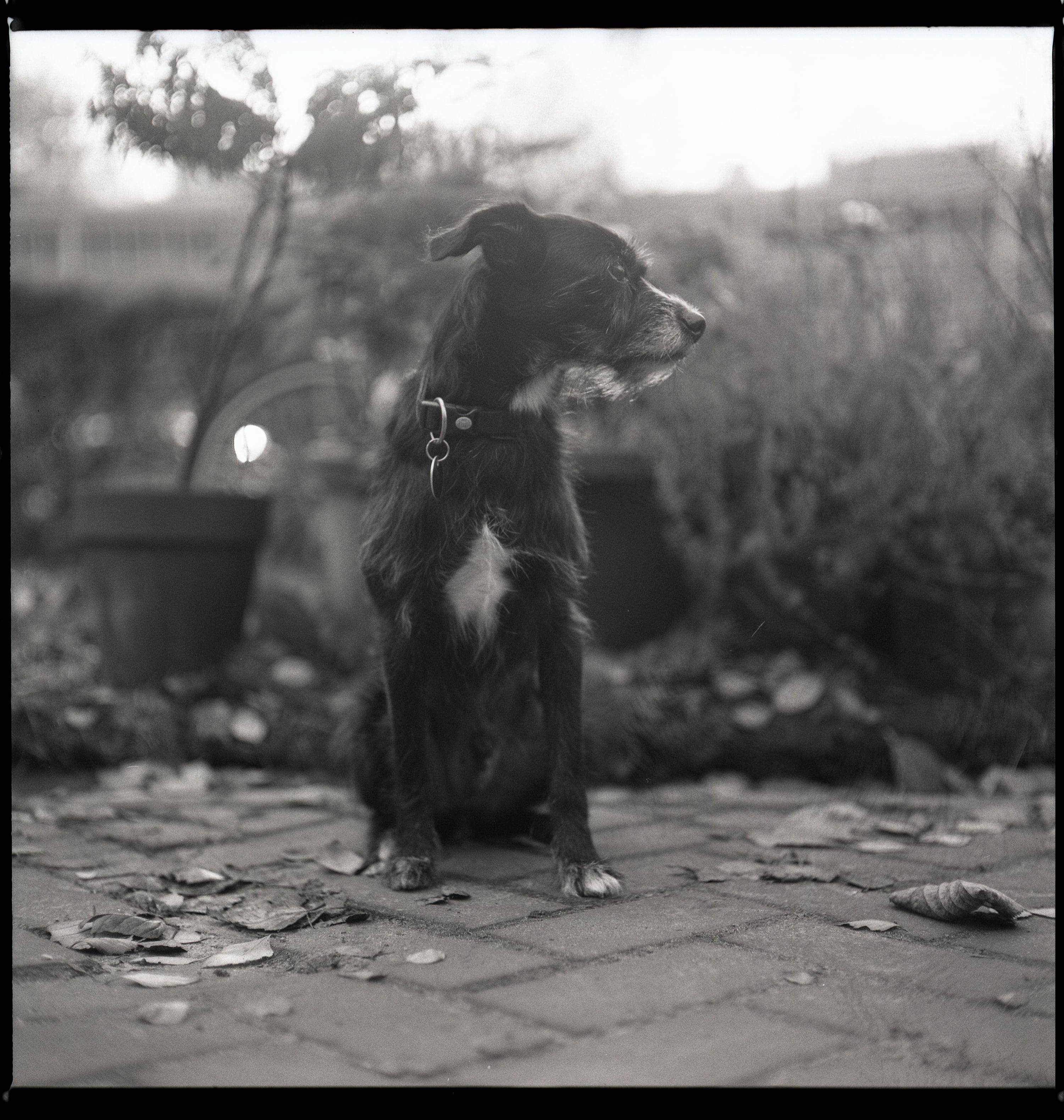 Analog - Photo 3