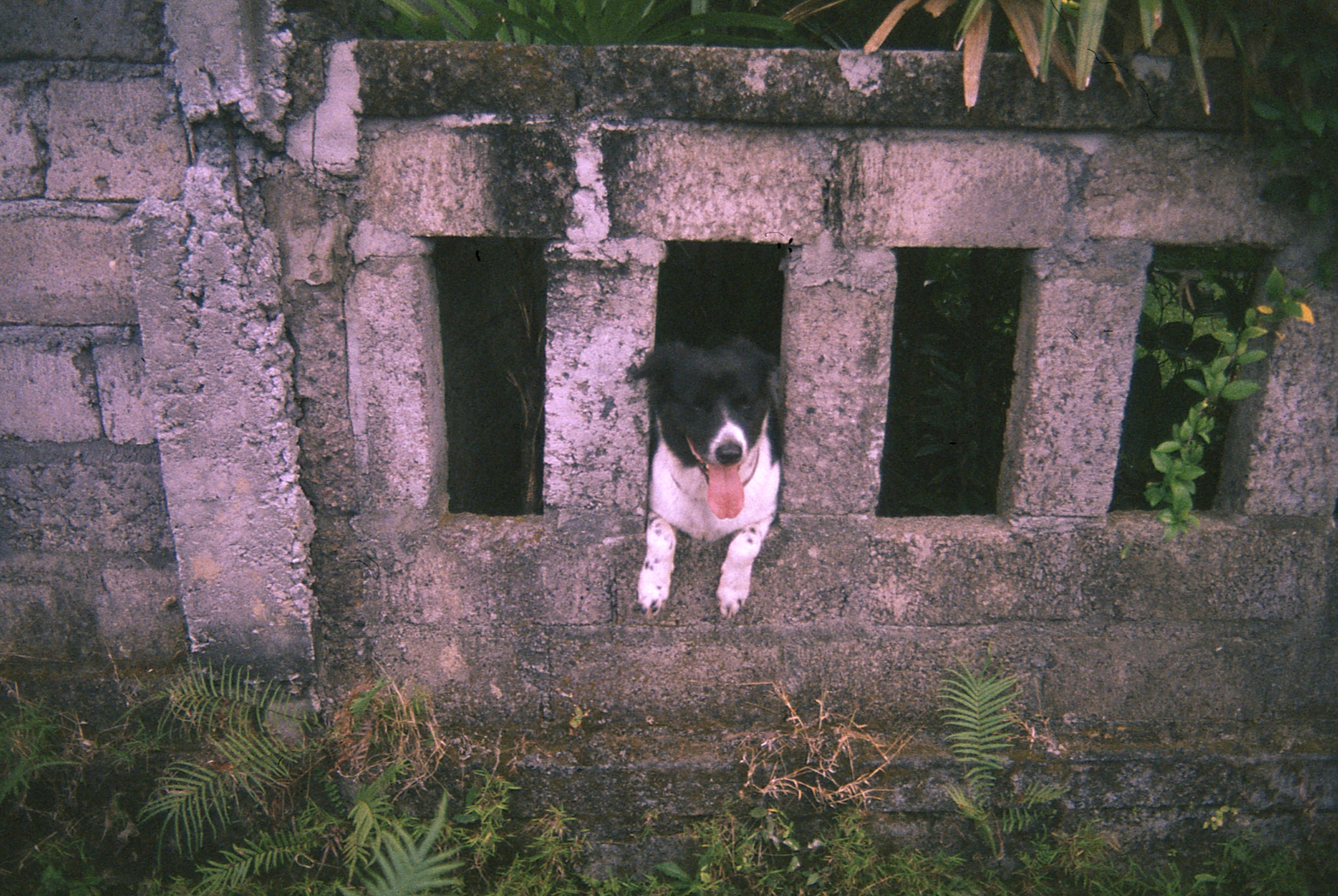 Indonesia - Photo 24