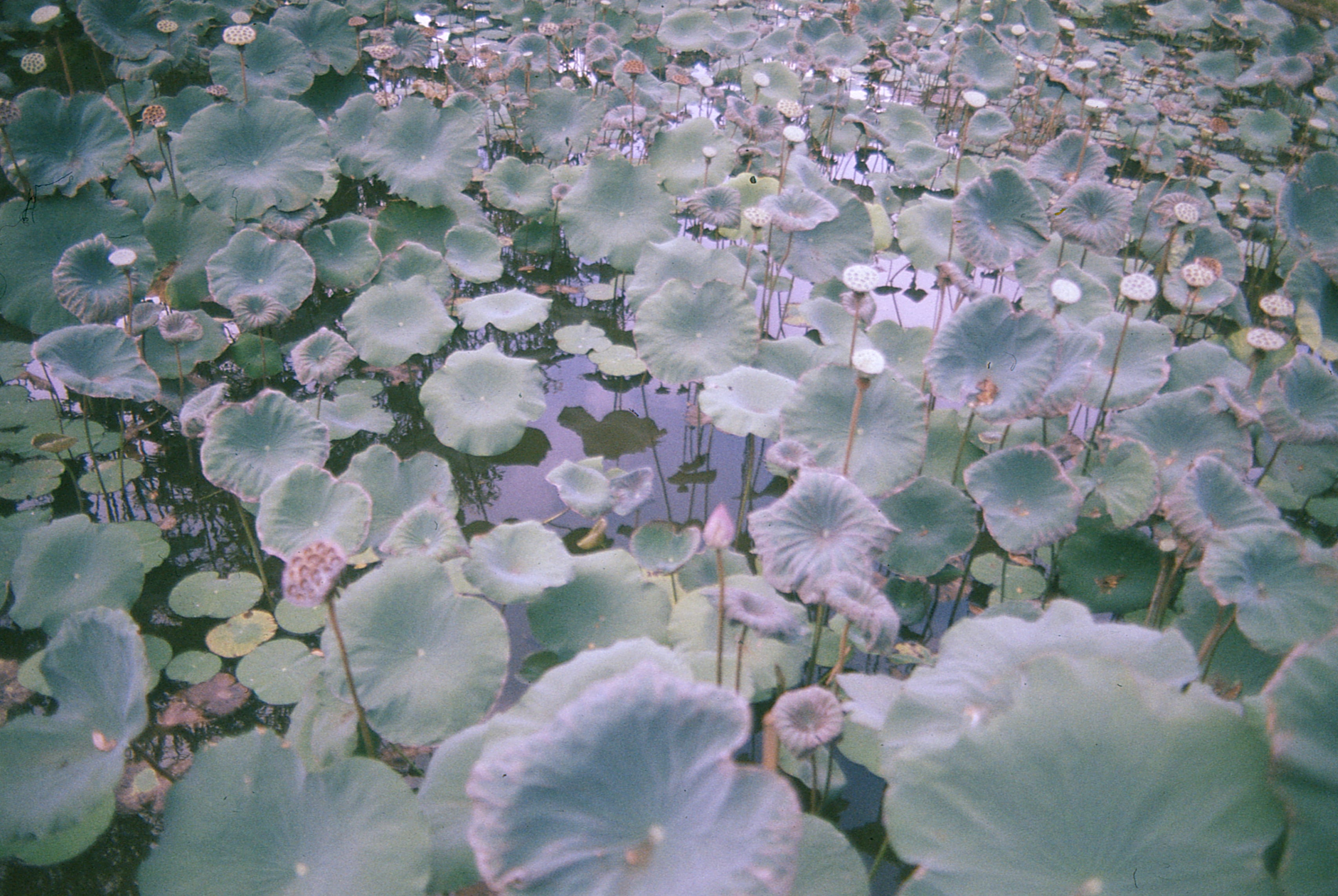 Indonesia - Photo 27