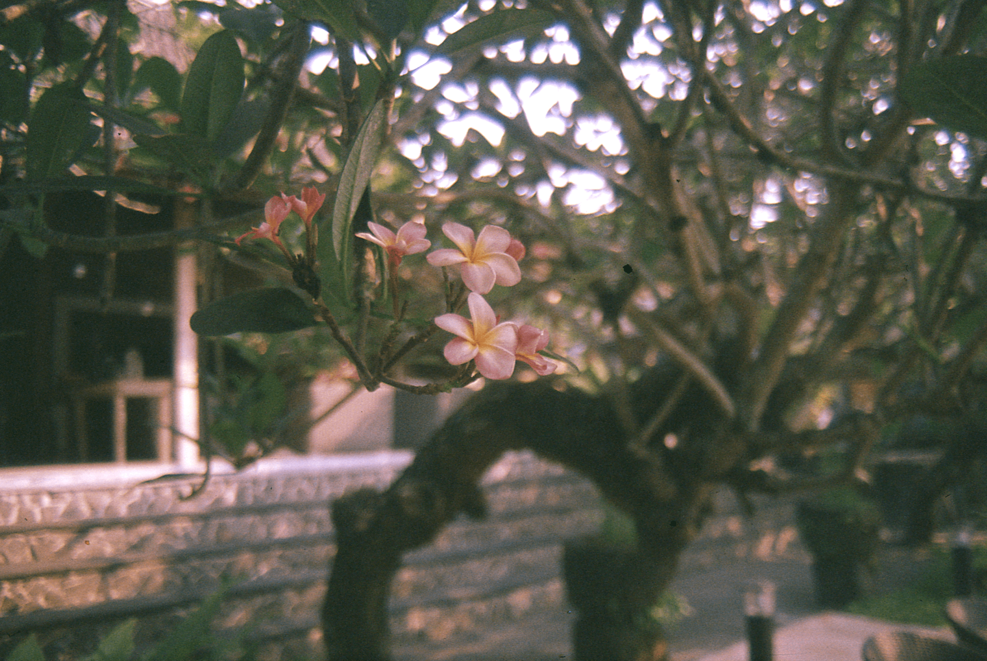 Indonesia - Photo 52