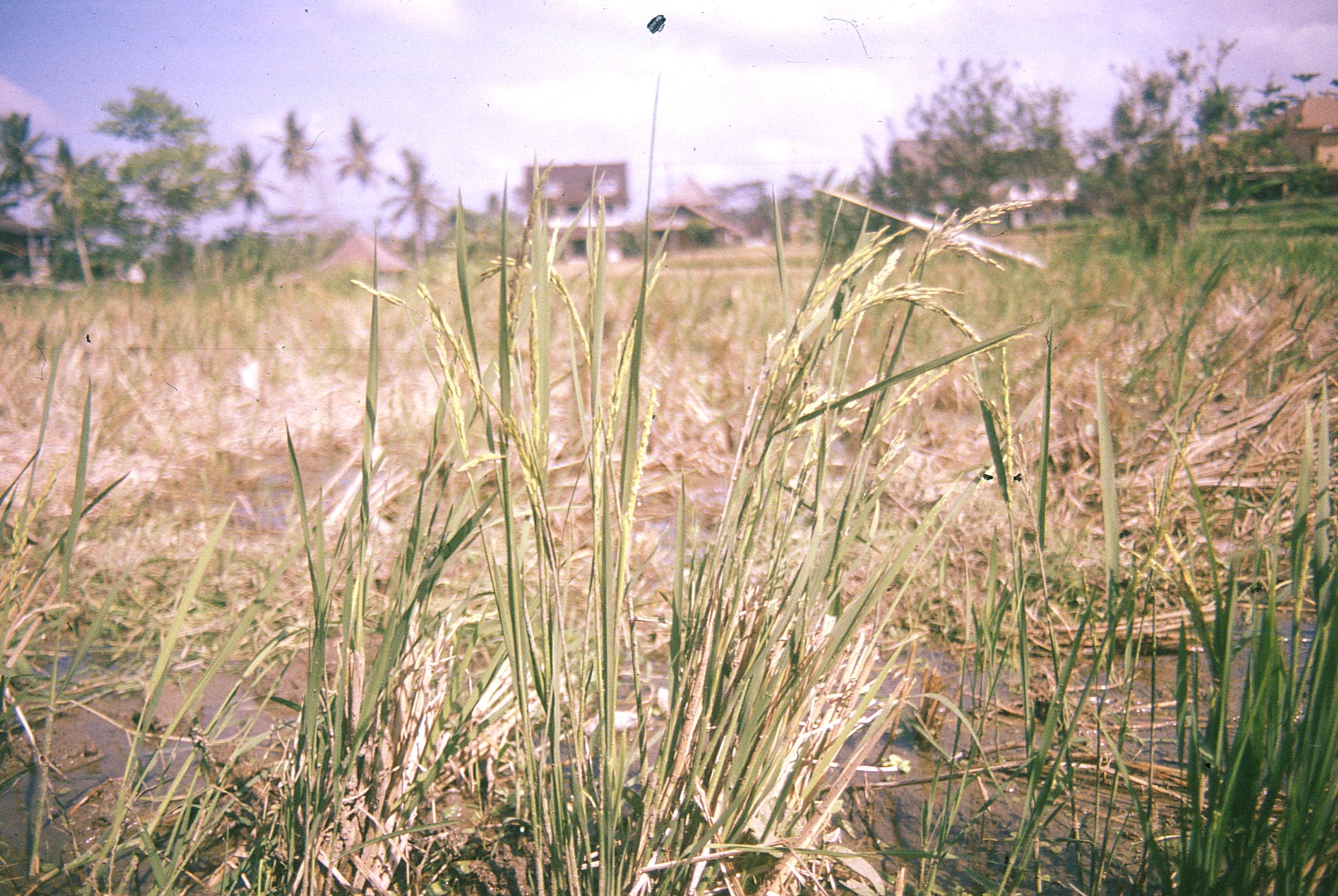 Indonesia - Photo 17
