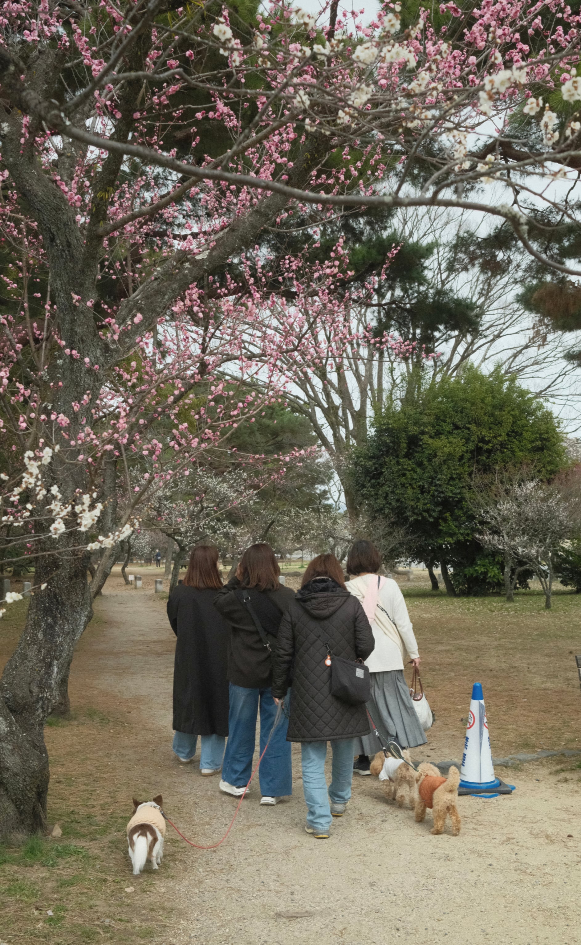 Japan - Photo 32