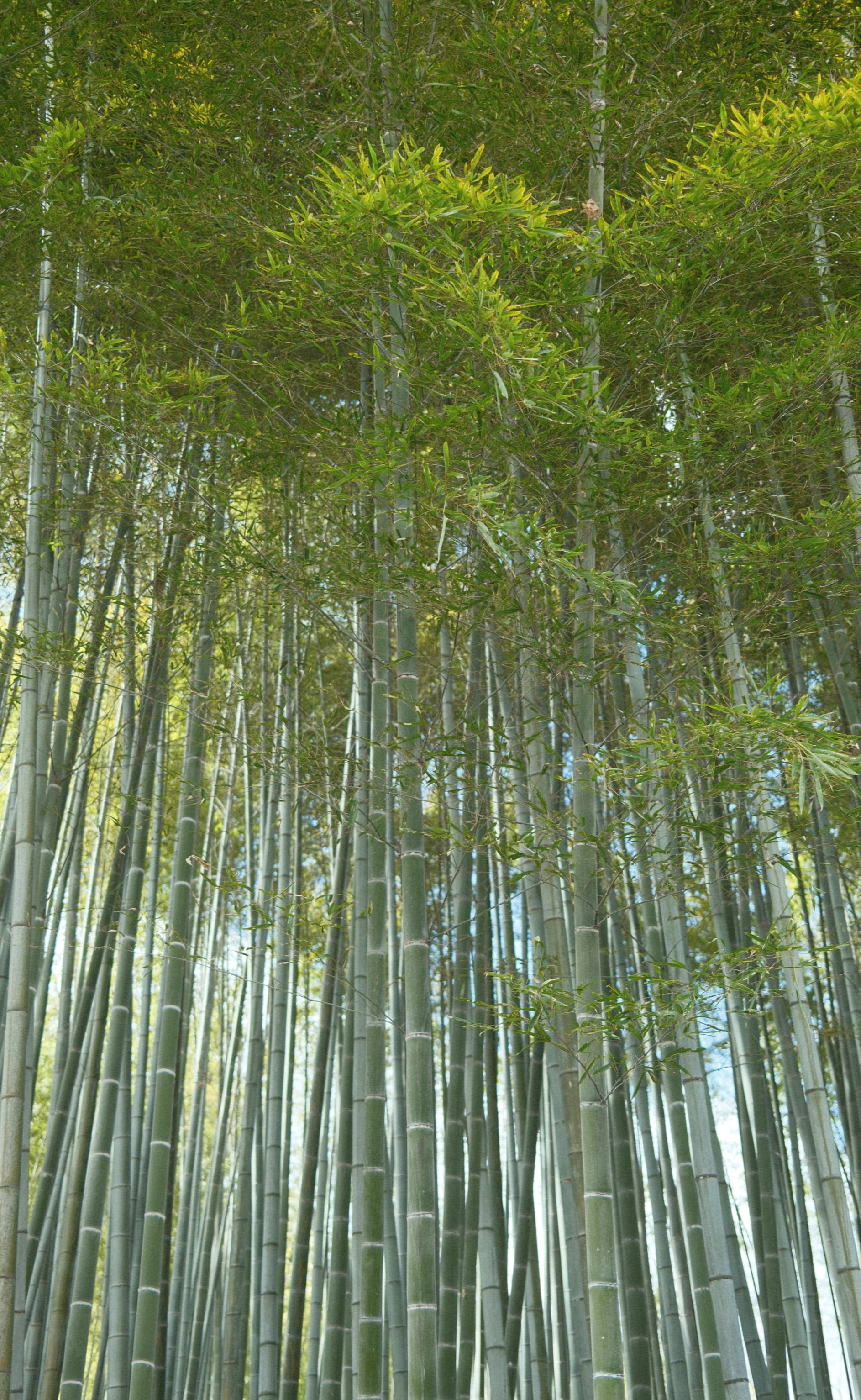 Japan - Photo 10