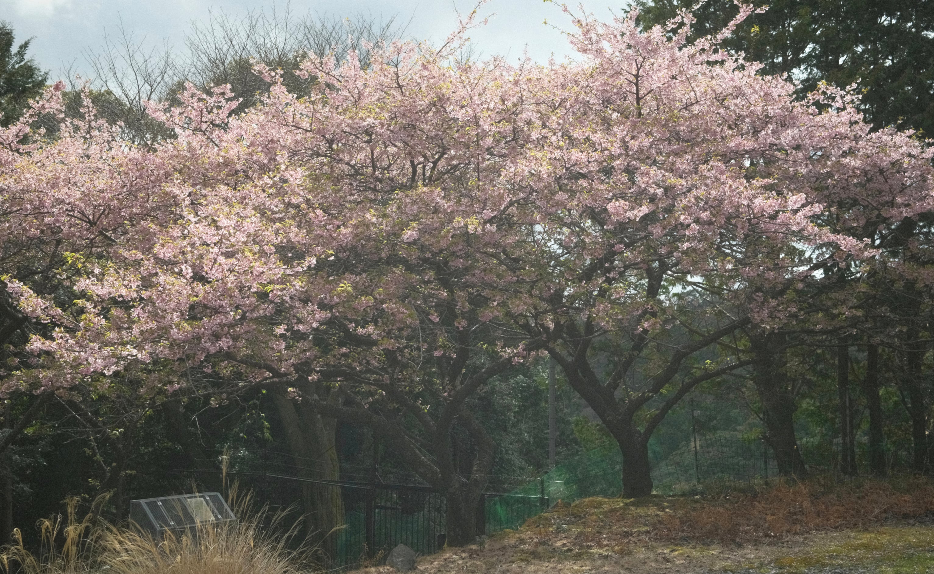 Japan - Photo 102