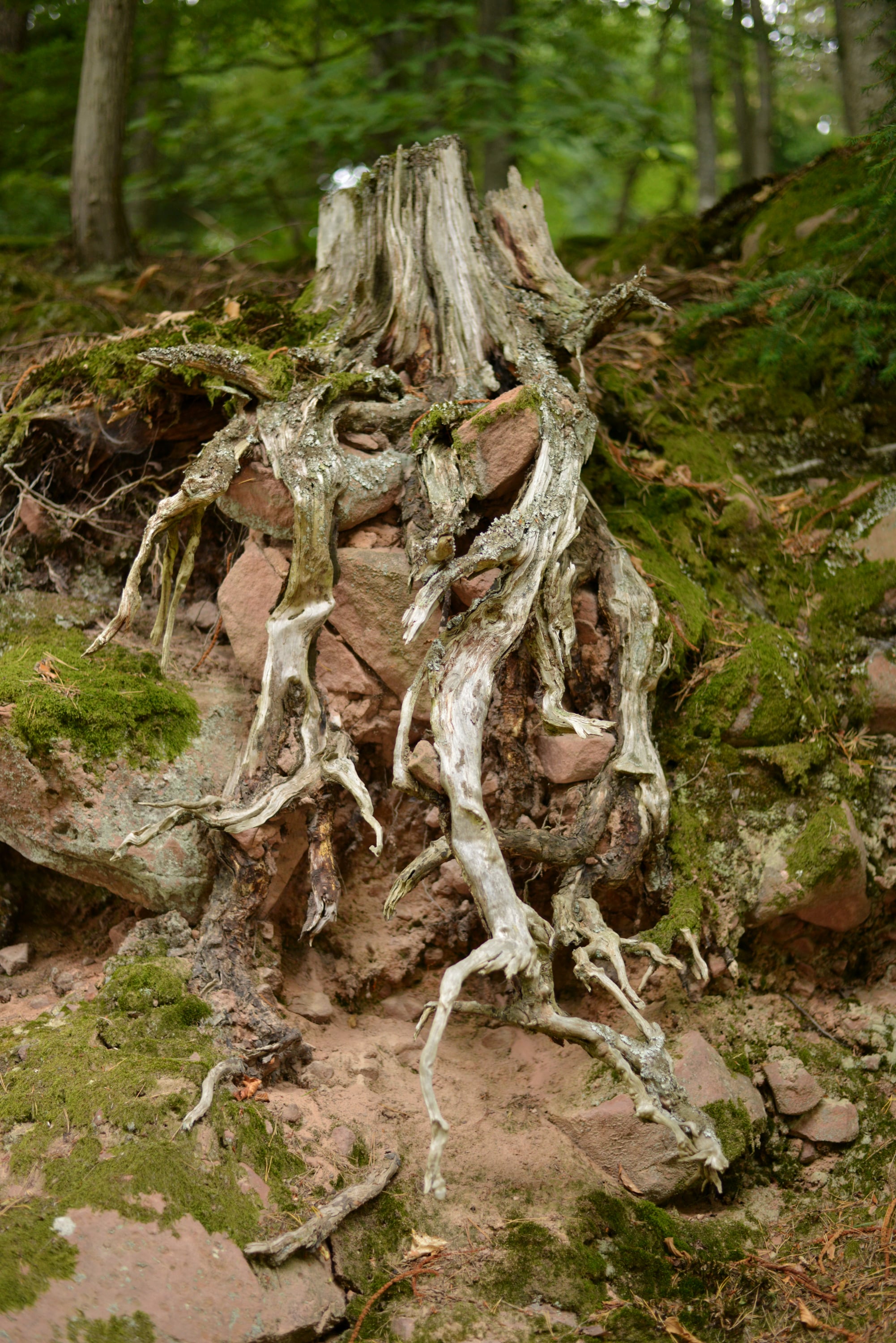 Nature - Photo 11