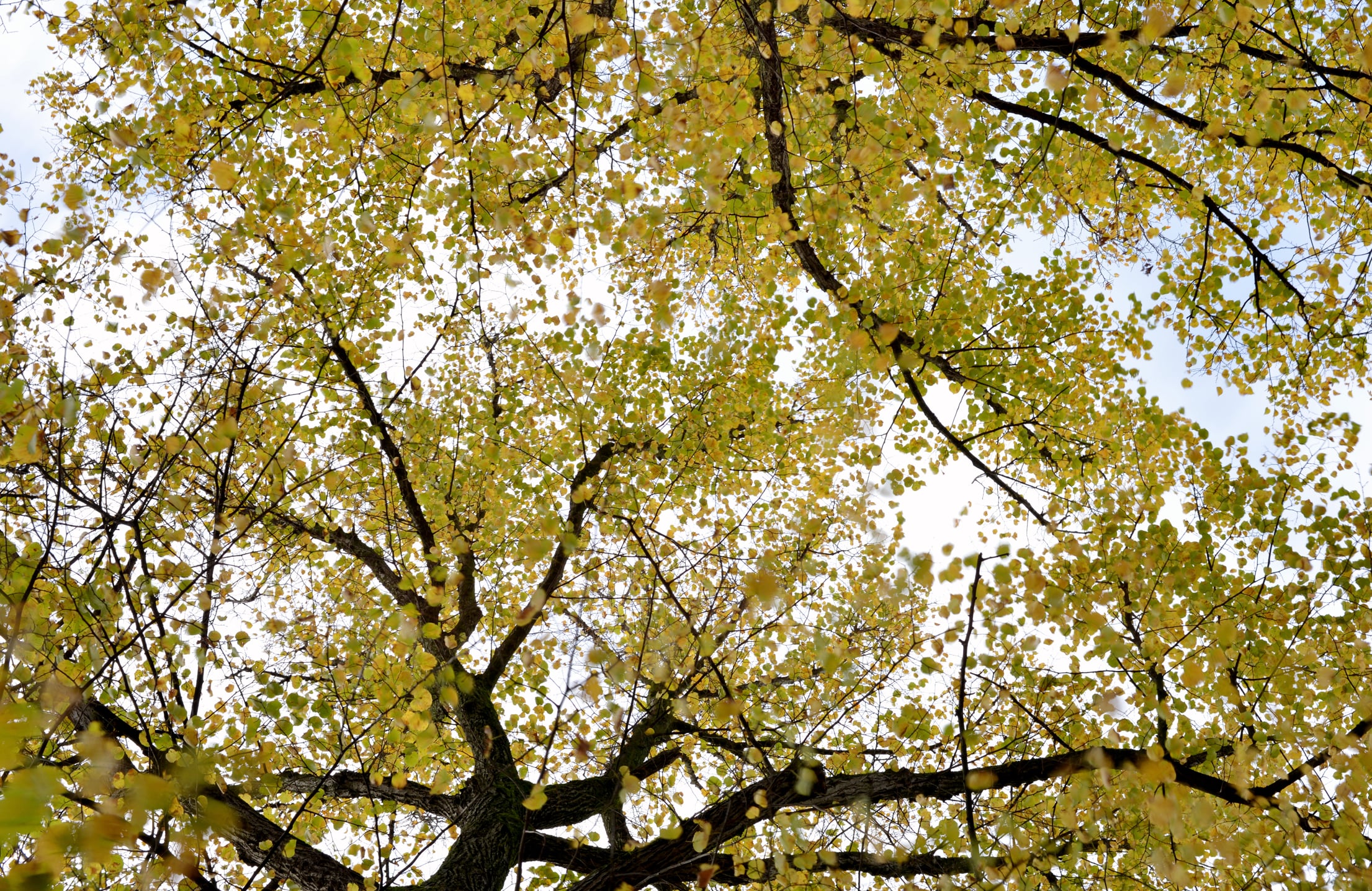 Nature - Photo 12